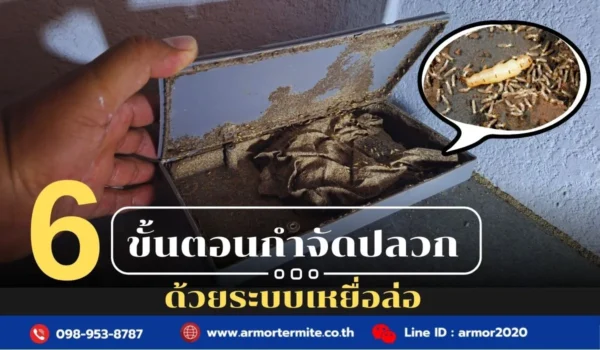 6 ขั้นตอนการกำจัดปลวกด้วยระบบเหยื่อล่อ