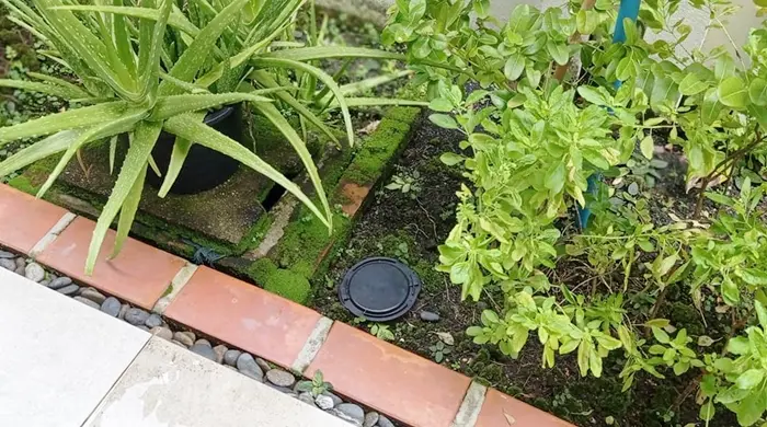 สถานีดักจับปลวกนอกบ้าน