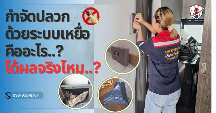 กำจัดปลวกด้วยระบบเหยื่อตายยกรัง คืออะไร...? ได้ผลจริงไหม...? 1 กำจัดปลวกด้วยระบบเหยื่อคืออะไร